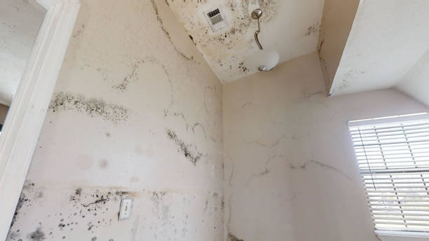 Best Industrial Mold Remediation  in Freeland, PA